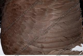 bird skin feather 0003